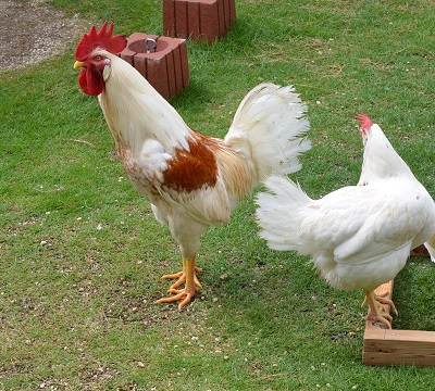 ニワトリを飼うときの暑さ対策はどうしたらいい ふうらぼ