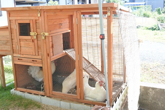 ニワトリを飼うときの暑さ対策はどうしたらいい ふうらぼ